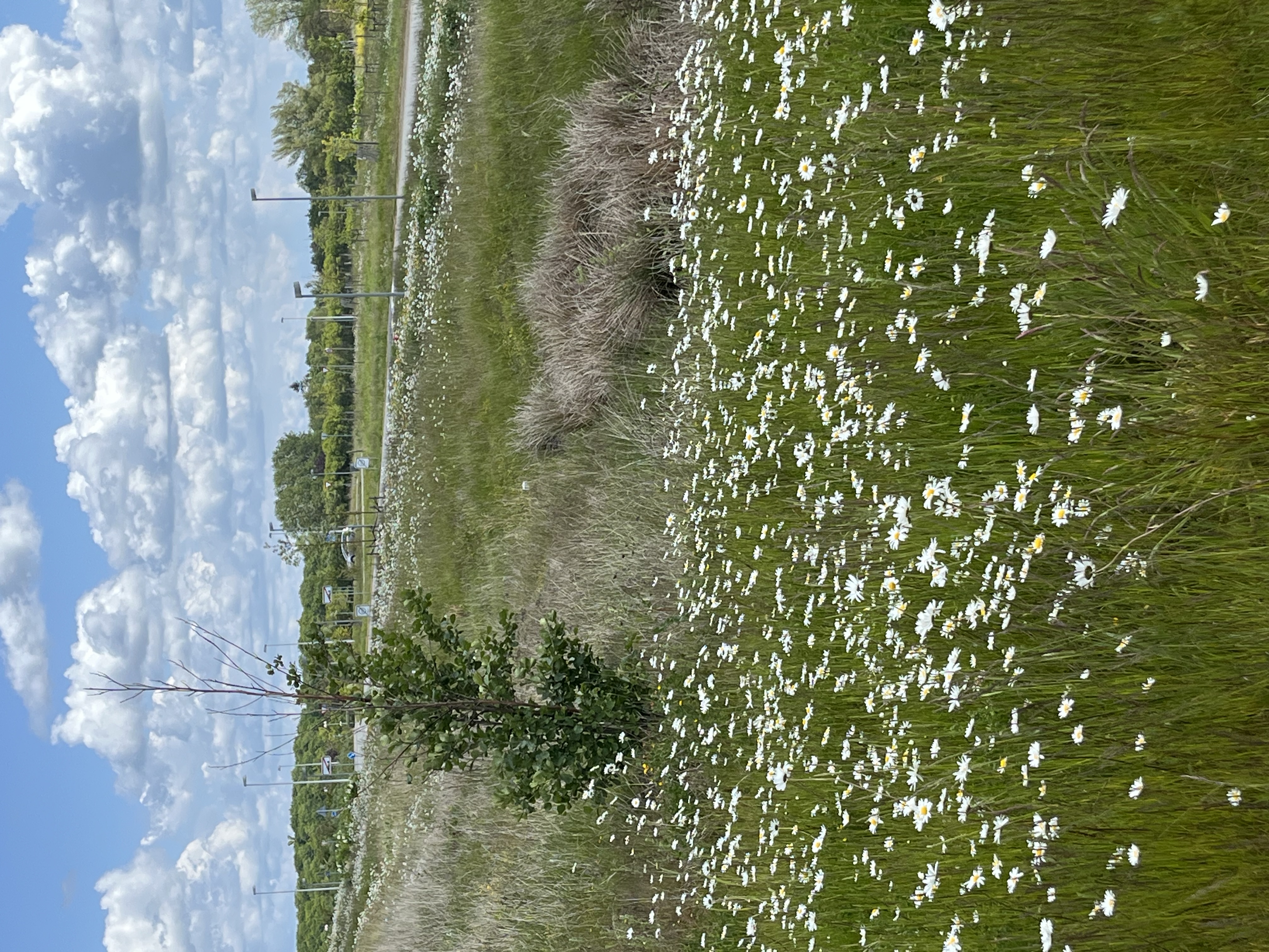Sommer langs vejkanten